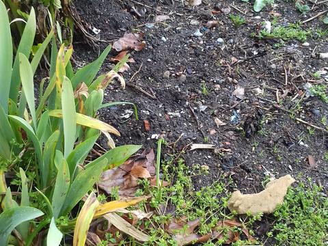 O excesso de chuva e frio com temporais diversos estragou o pouco que ainda existia na hortinha